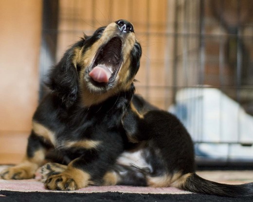 roxie yawns.jpg